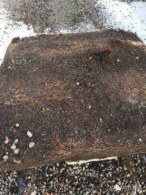 卓寶科技再添兩款耐根穿刺防水卷材，持續引領行業創新